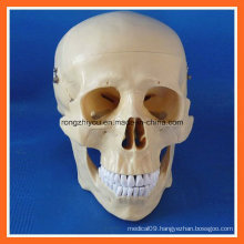 High Quality Anatomical Training Human Skull Model